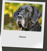Sheeva